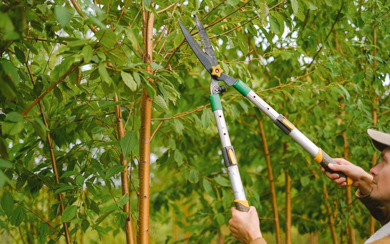 Tree trimming in Walling, TN